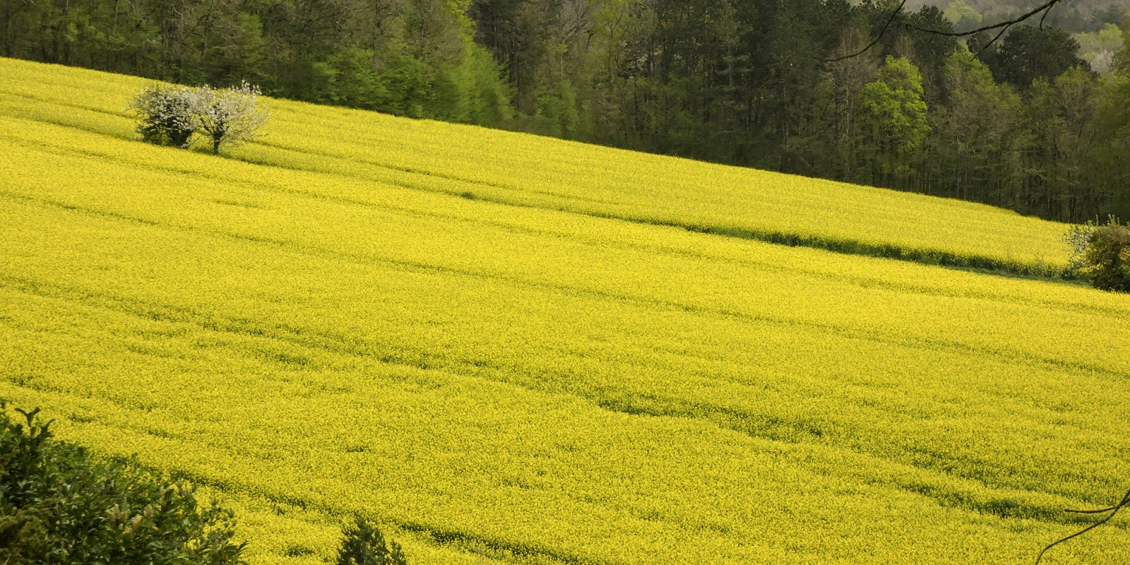 Licence Arts : La Spécialité Arts du Spectacle