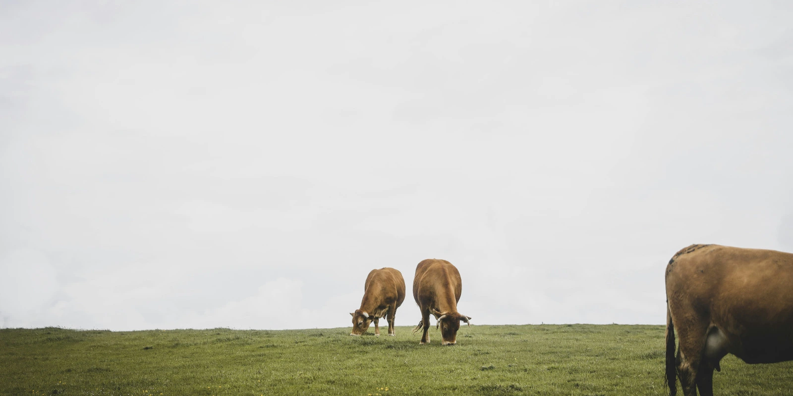 Philosophie de l'Art : Questions Esthétiques et Morales